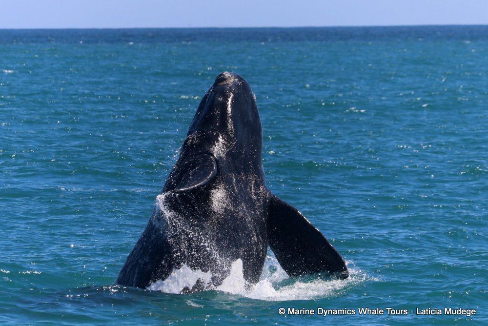 Southern right whale, whale watching, gansbaai, south africa,