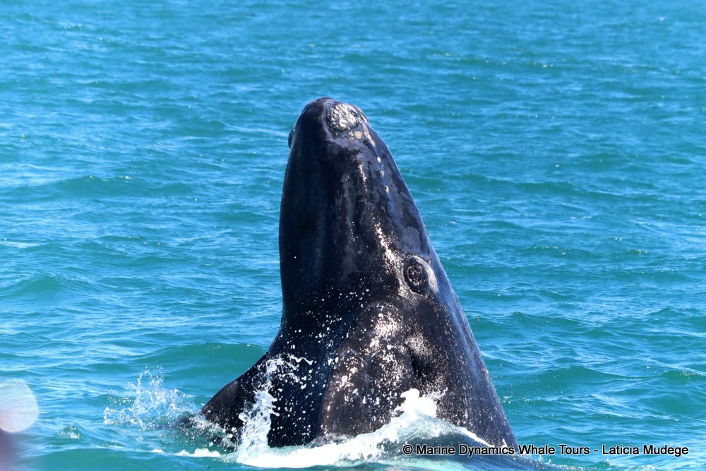 Southern right whale, whale watching, gansbaai, south africa,
