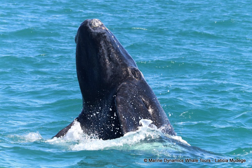 Southern right whale, whale watching, gansbaai, south africa,