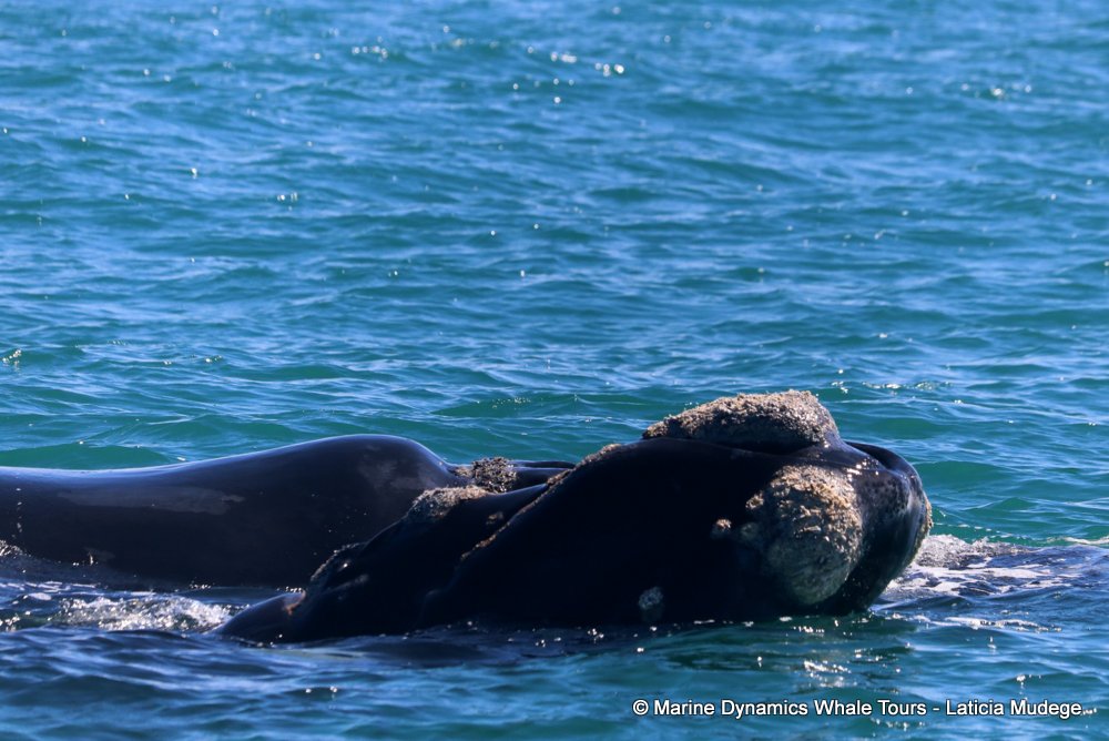 Southern right whale, whale watching, gansbaai, south africa,