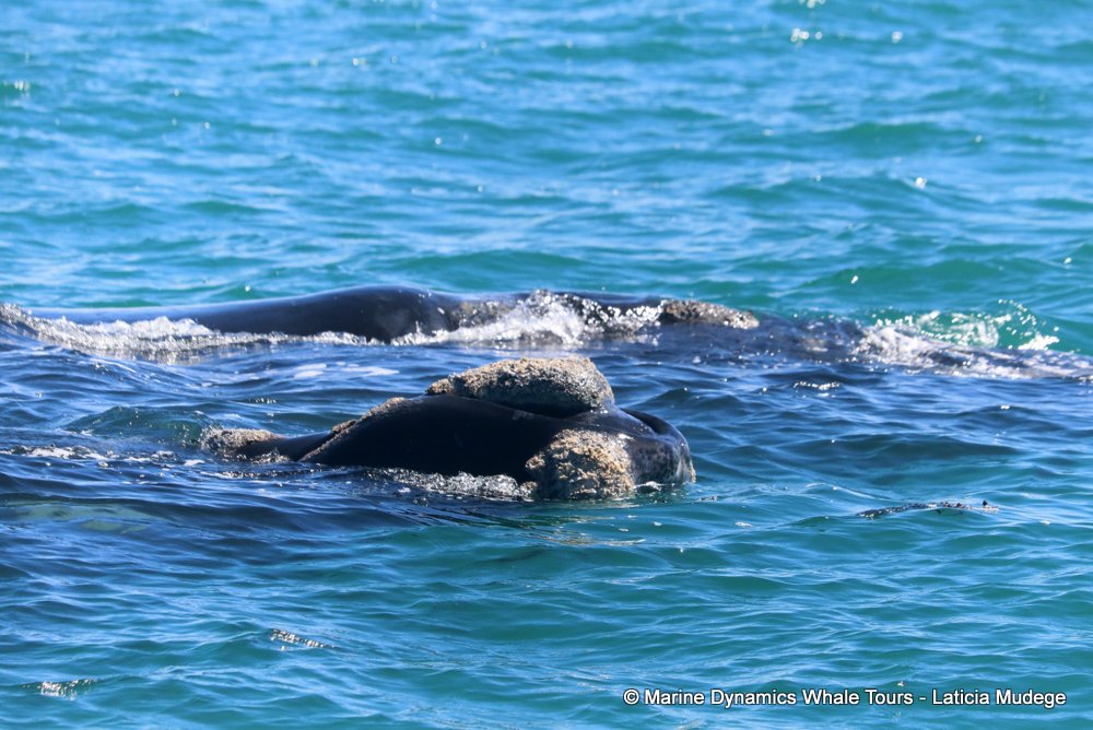 Southern right whale, whale watching, gansbaai, south africa,