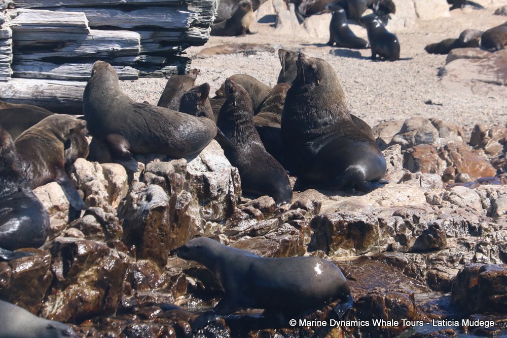cape fur seal, whale watching, gansbaai, south africa