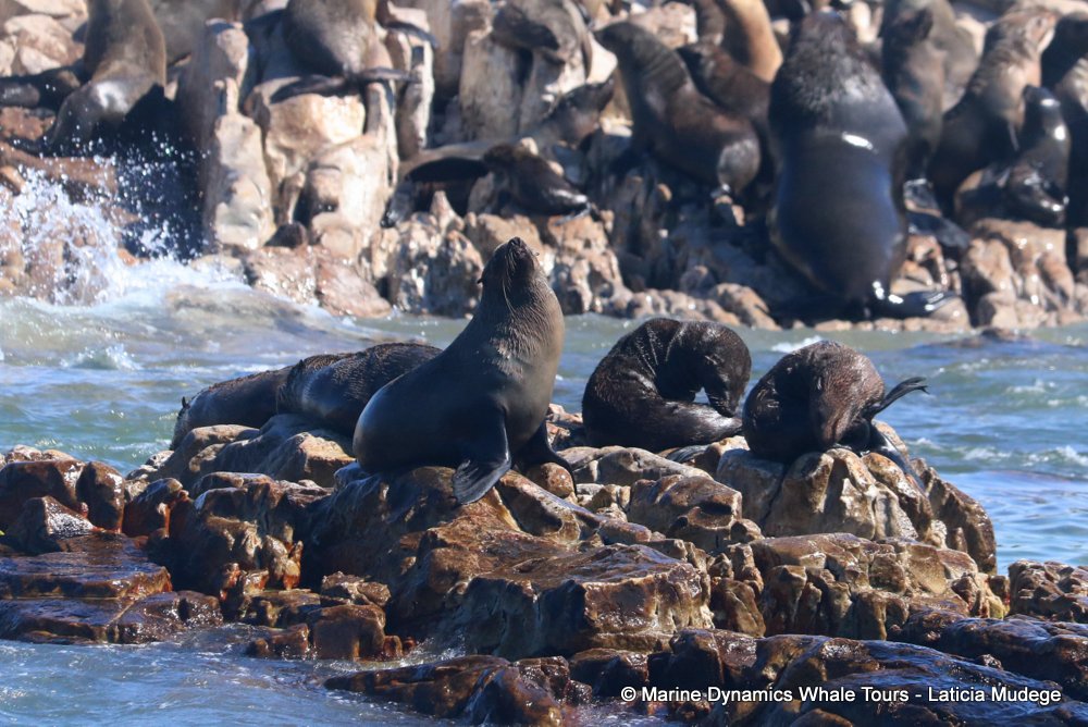 cape fur seal, whale watching, gansbaai, south africa