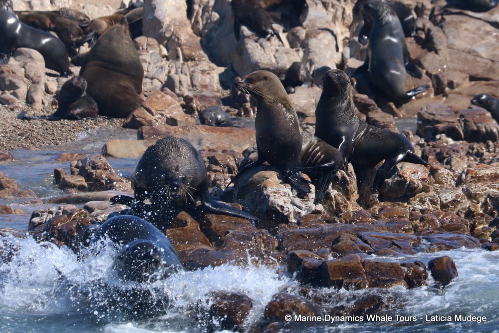 cape fur seal, whale watching, gansbaai, south africa