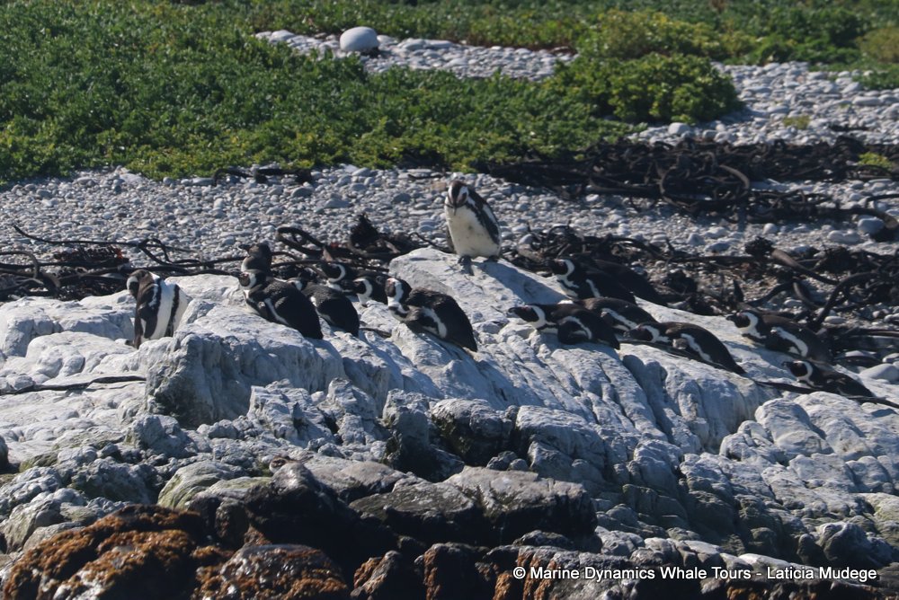 african penguin, whale watching, gansbaai, south africa