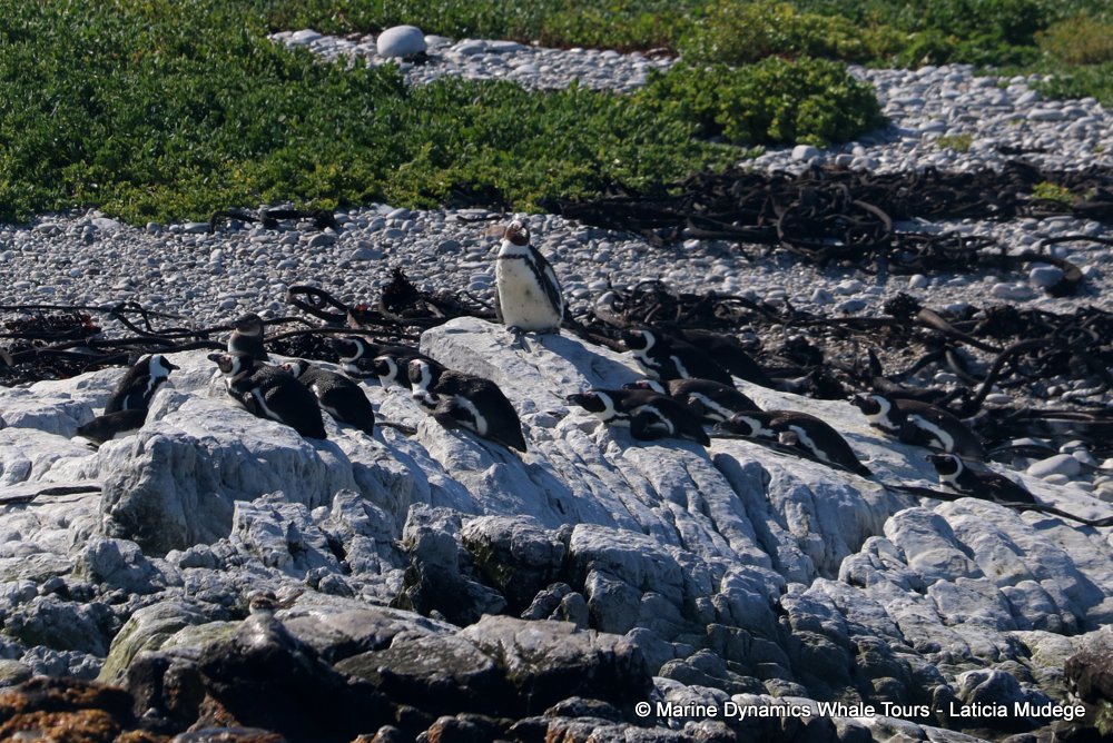 african penguin, whale watching, gansbaai, south africa