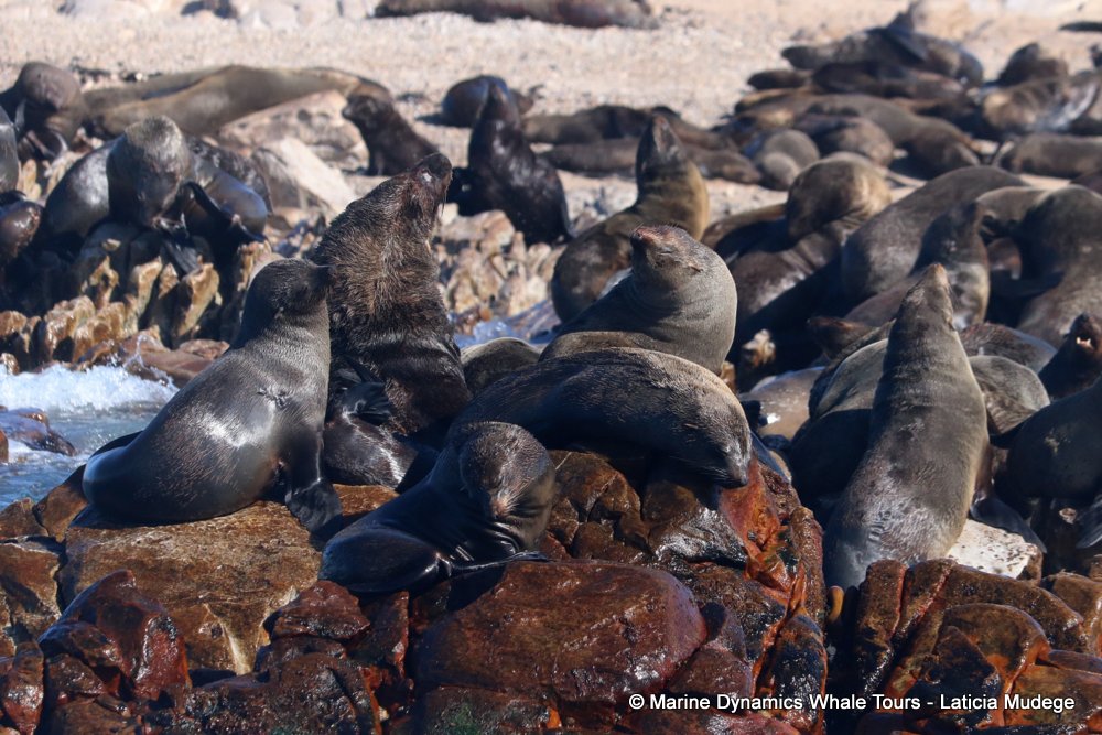 cape fur seal, whale watching, gansbaai, south africa