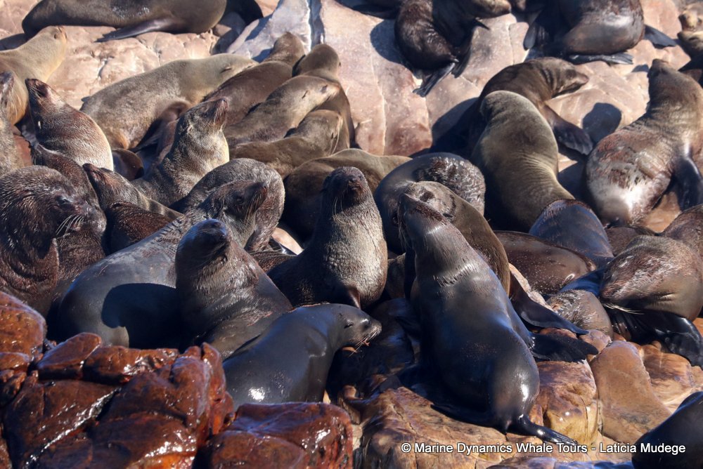 cape fur seal, whale watching, gansbaai, south africa