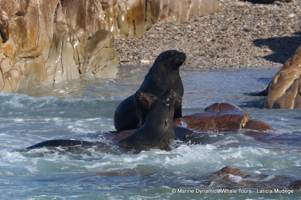 cape fur seal, whale watching, gansbaai, south africa