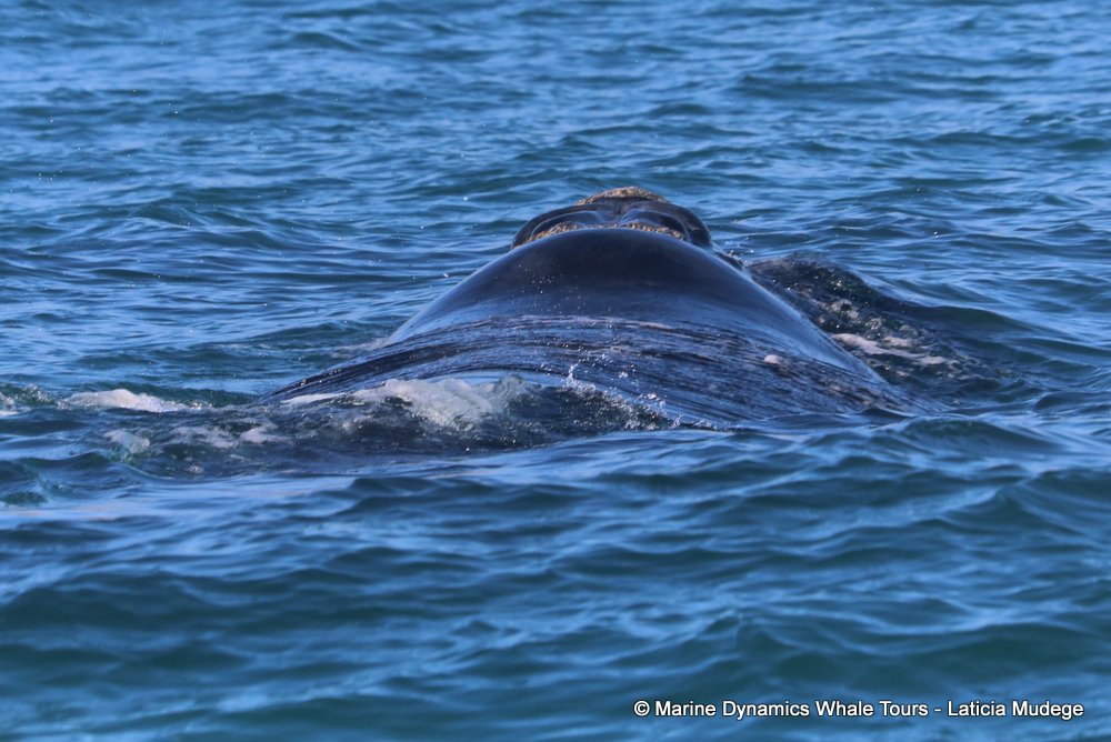 Southern right whale, whale watching, gansbaai, south africa,