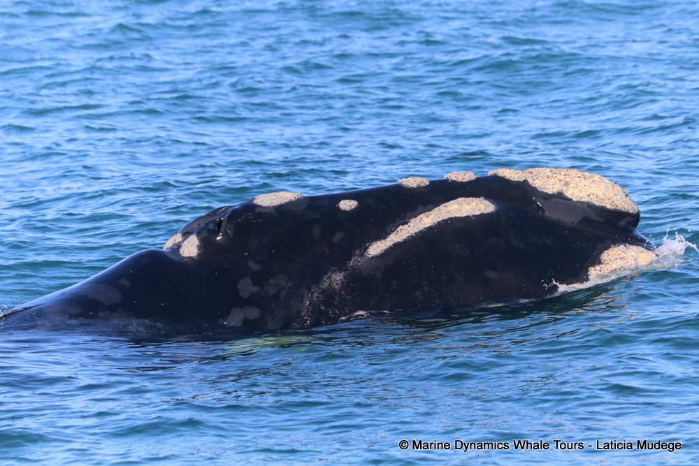 Southern right whale, whale watching, gansbaai, south africa,