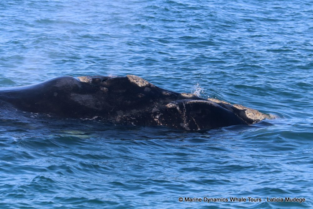 Southern right whale, whale watching, gansbaai, south africa,