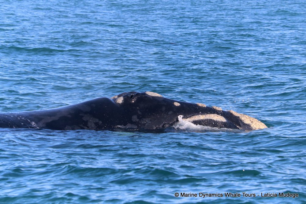 Southern right whale, whale watching, gansbaai, south africa,