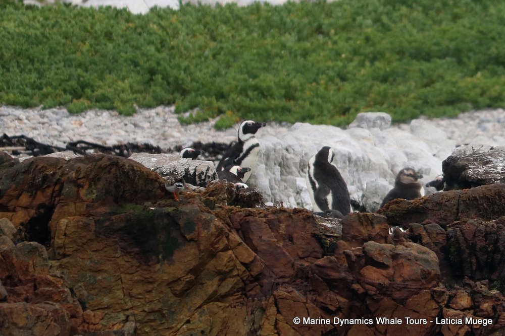 african penguin, whale watching, gansbaai, south africa