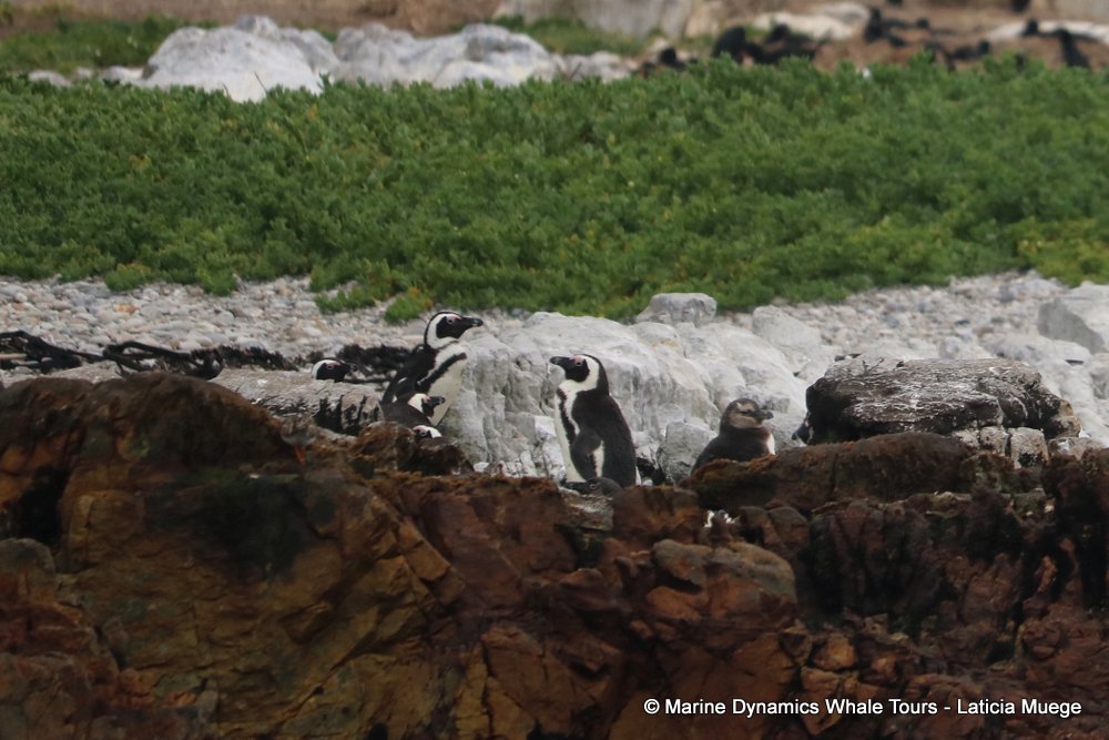 african penguin, whale watching, gansbaai, south africa