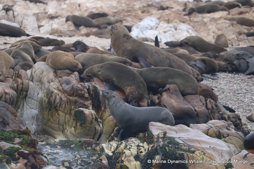 cape fur seal, whale watching, gansbaai, south africa