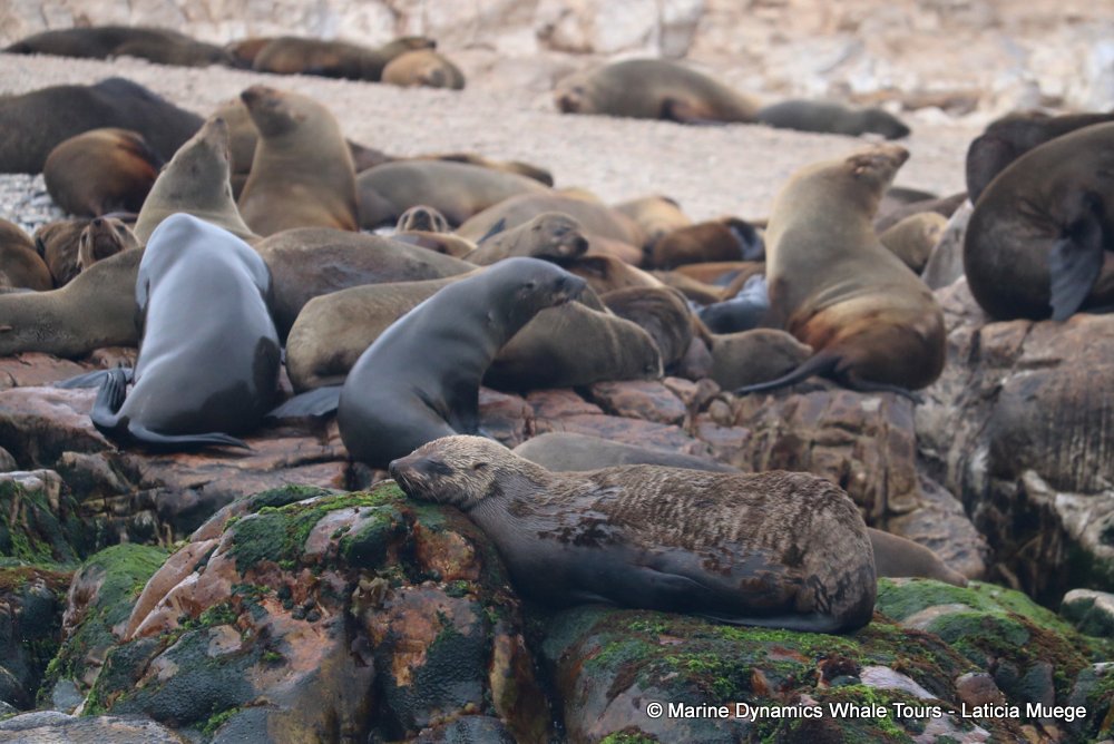 cape fur seal, whale watching, gansbaai, south africa