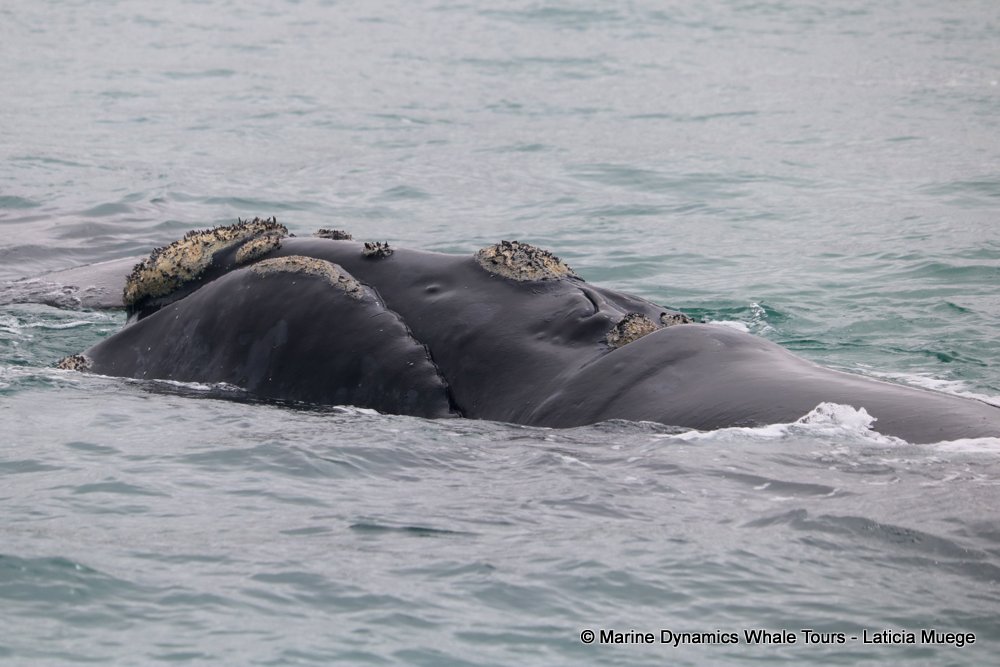 Southern right whale, whale watching, gansbaai, south africa,