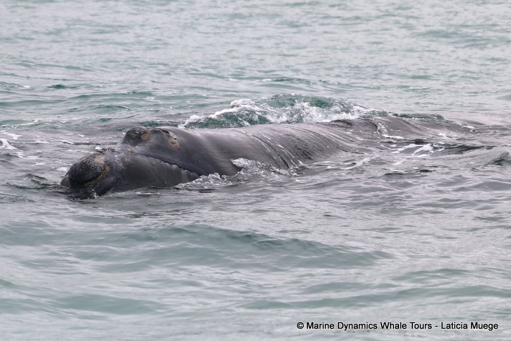 Southern right whale, whale watching, gansbaai, south africa,