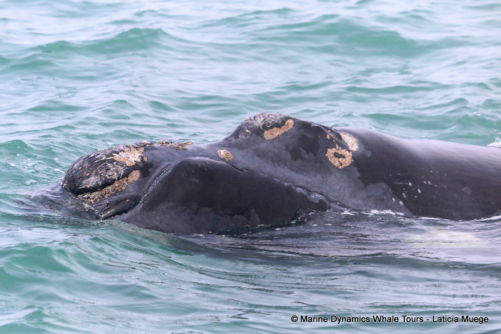 Southern right whale, whale watching, gansbaai, south africa,