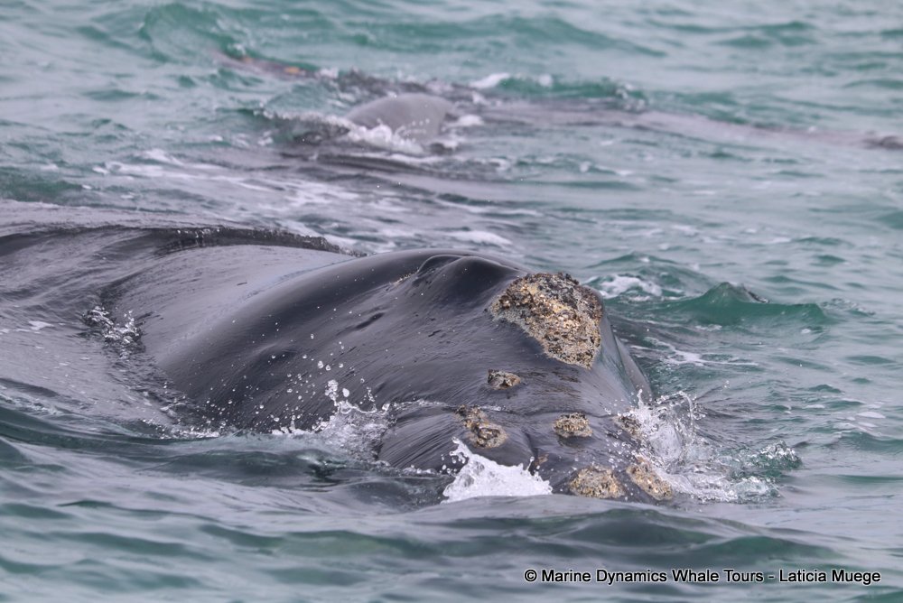 Southern right whale, whale watching, gansbaai, south africa,
