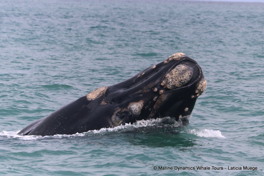 Southern right whale, whale watching, gansbaai, south africa,