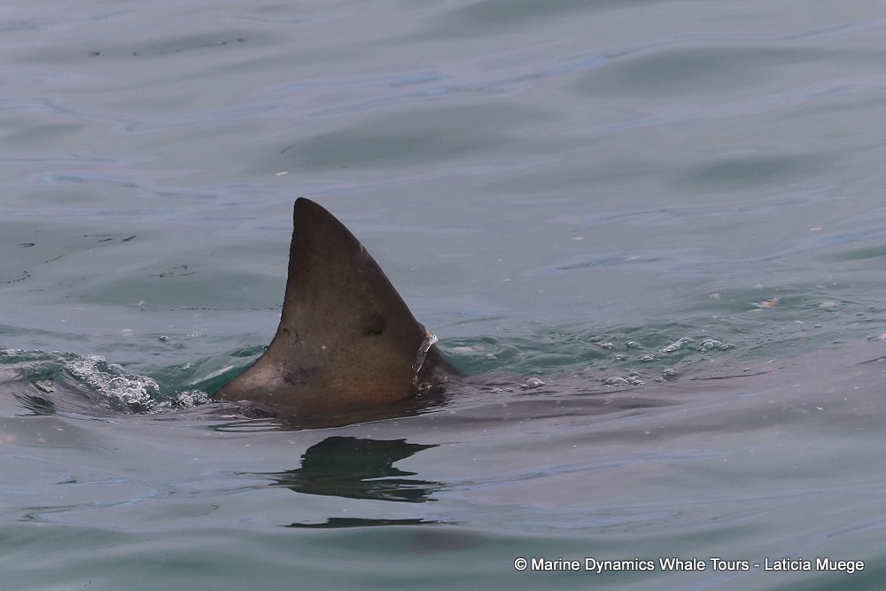 bronze whaler shark, whale watching, gansbaai, south africa,