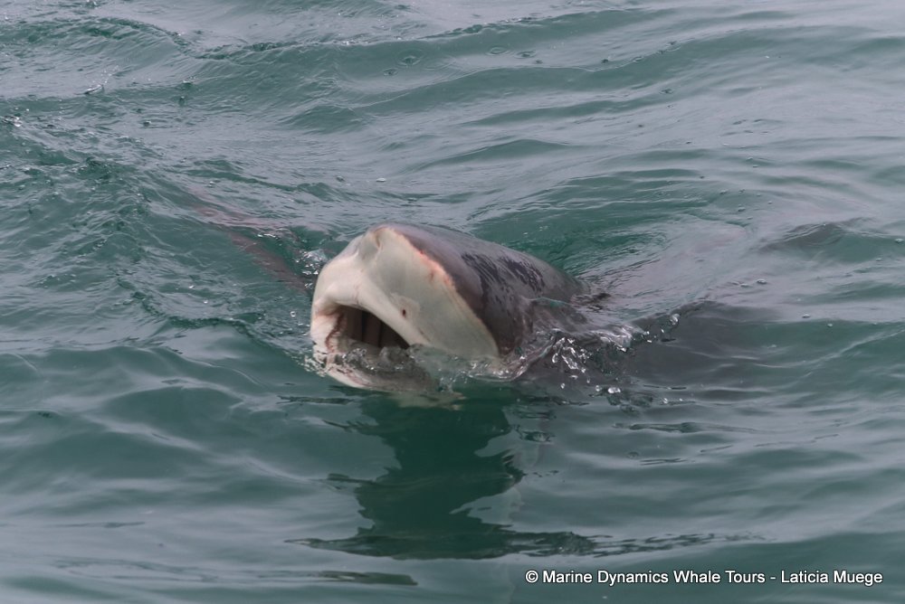bronze whaler shark, whale watching, gansbaai, south africa,