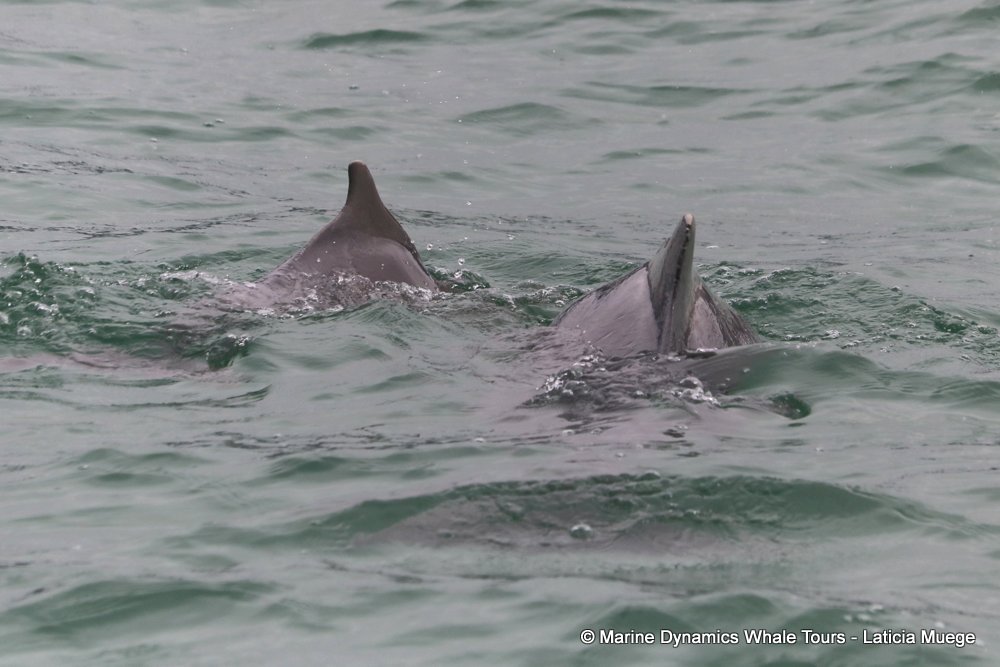 humpback dolphin, whale watching, gansbaai, south africa
