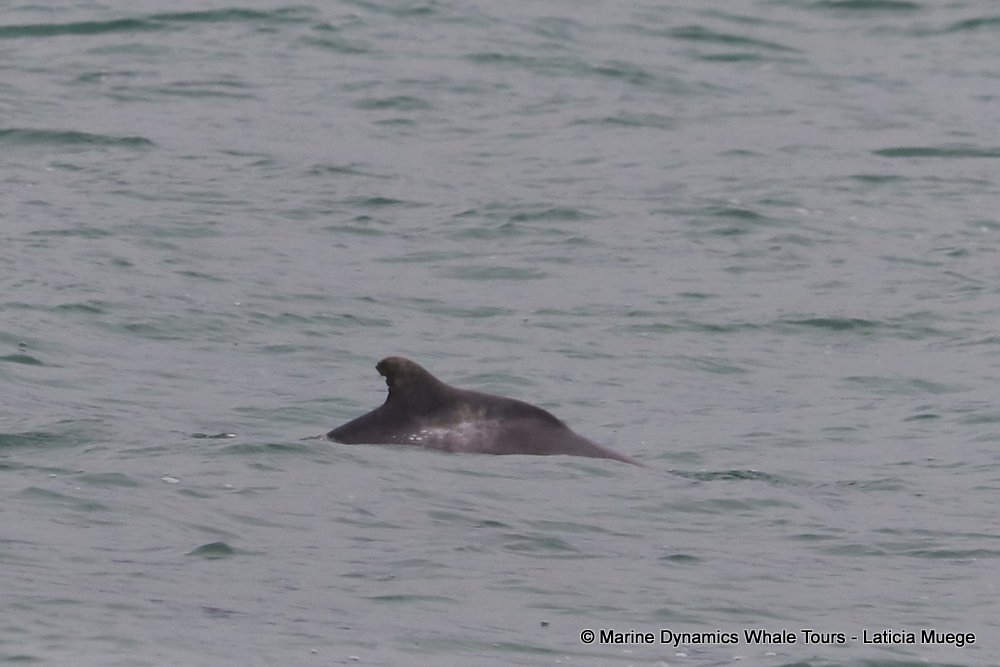 humpback dolphin, whale watching, gansbaai, south africa