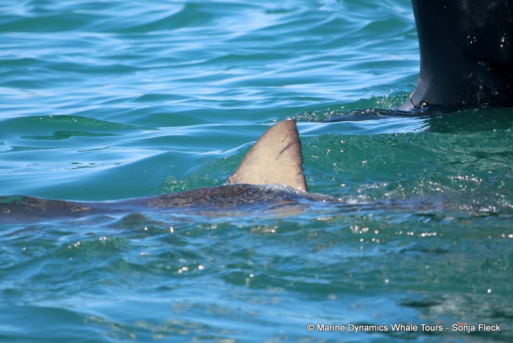 bronze whaler shark, whale watching, gansbaai, south africa,