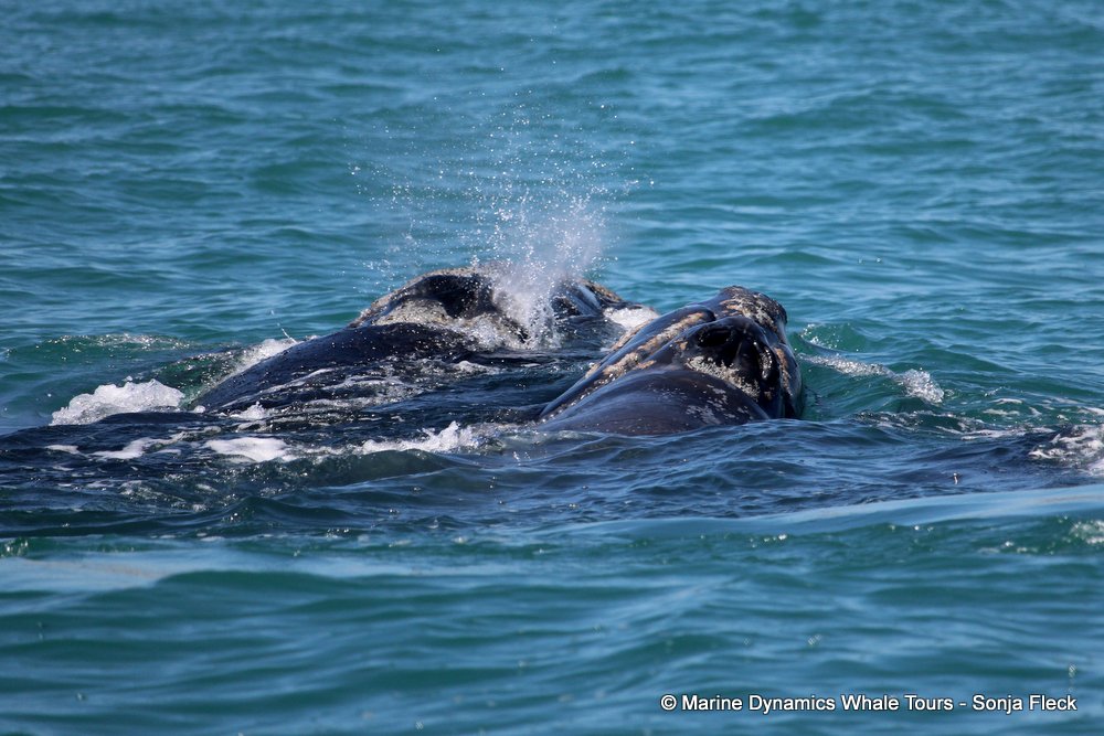 Southern right whale, whale watching, gansbaai, south africa,