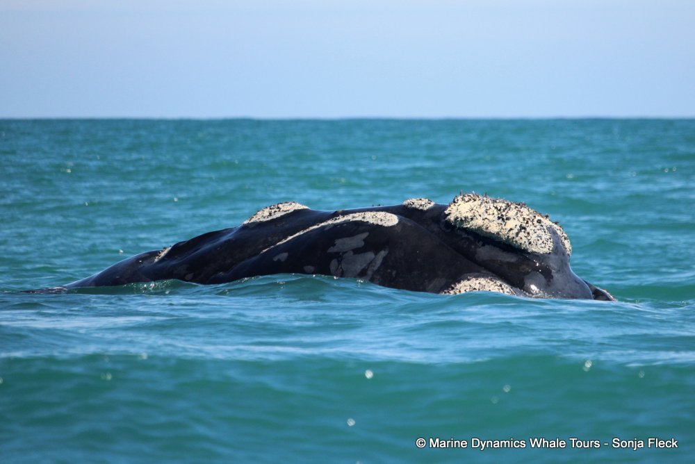 Southern right whale, whale watching, gansbaai, south africa,