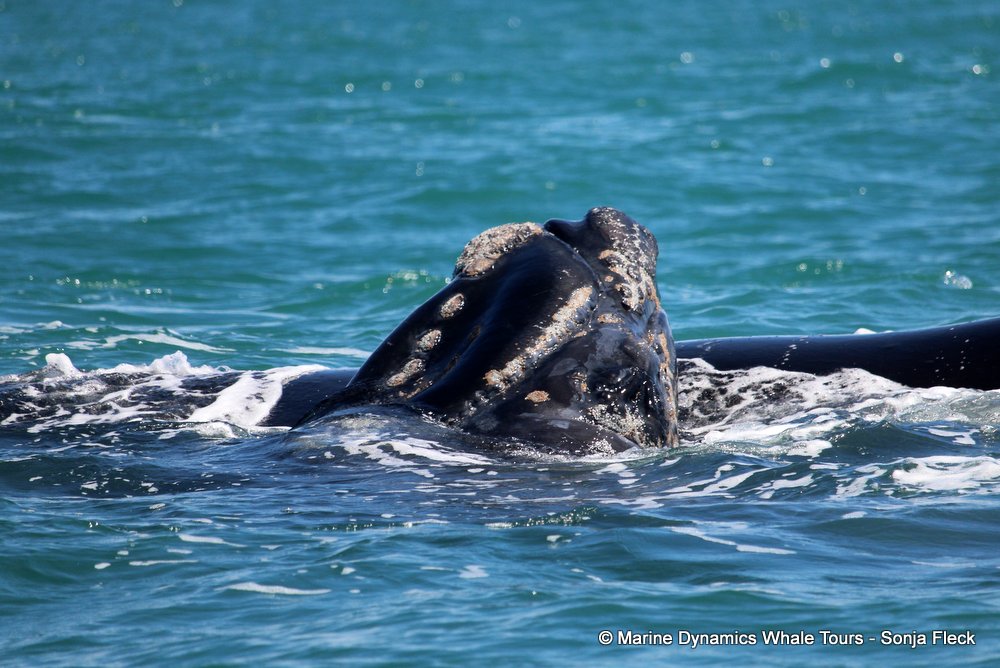 Southern right whale, whale watching, gansbaai, south africa,
