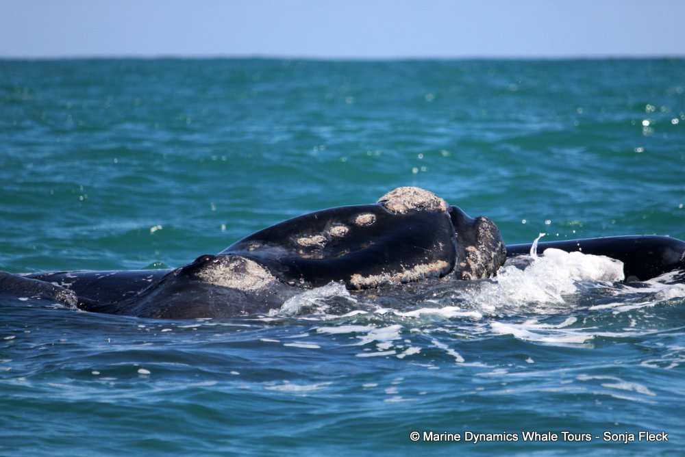 Southern right whale, whale watching, gansbaai, south africa,