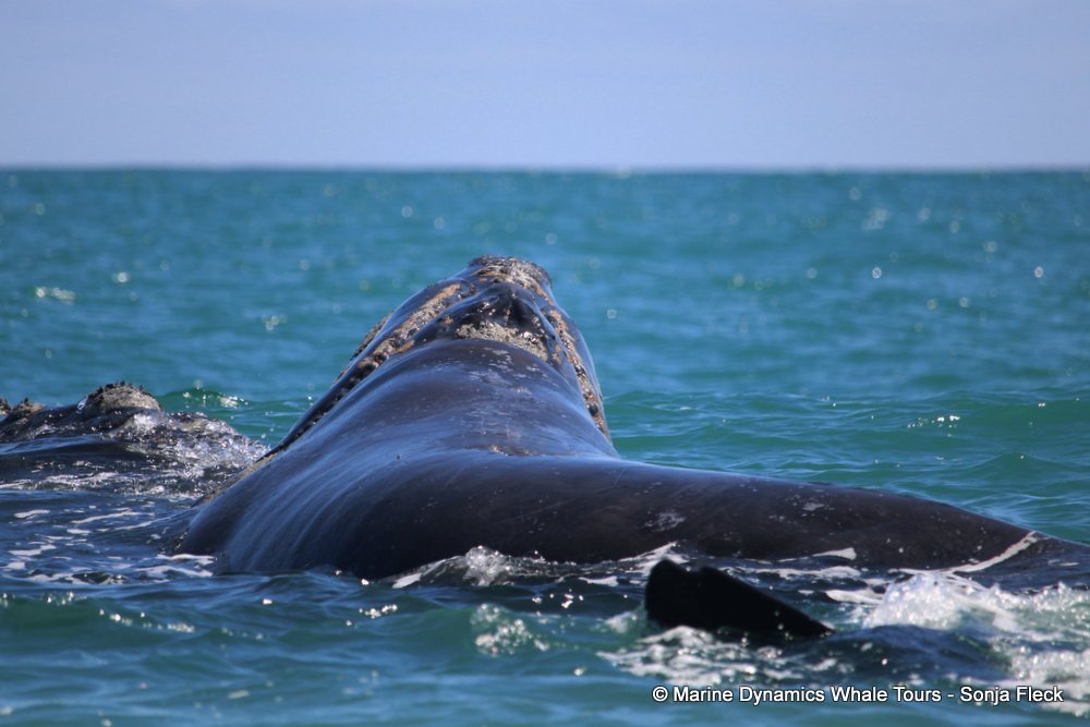 Southern right whale, whale watching, gansbaai, south africa,