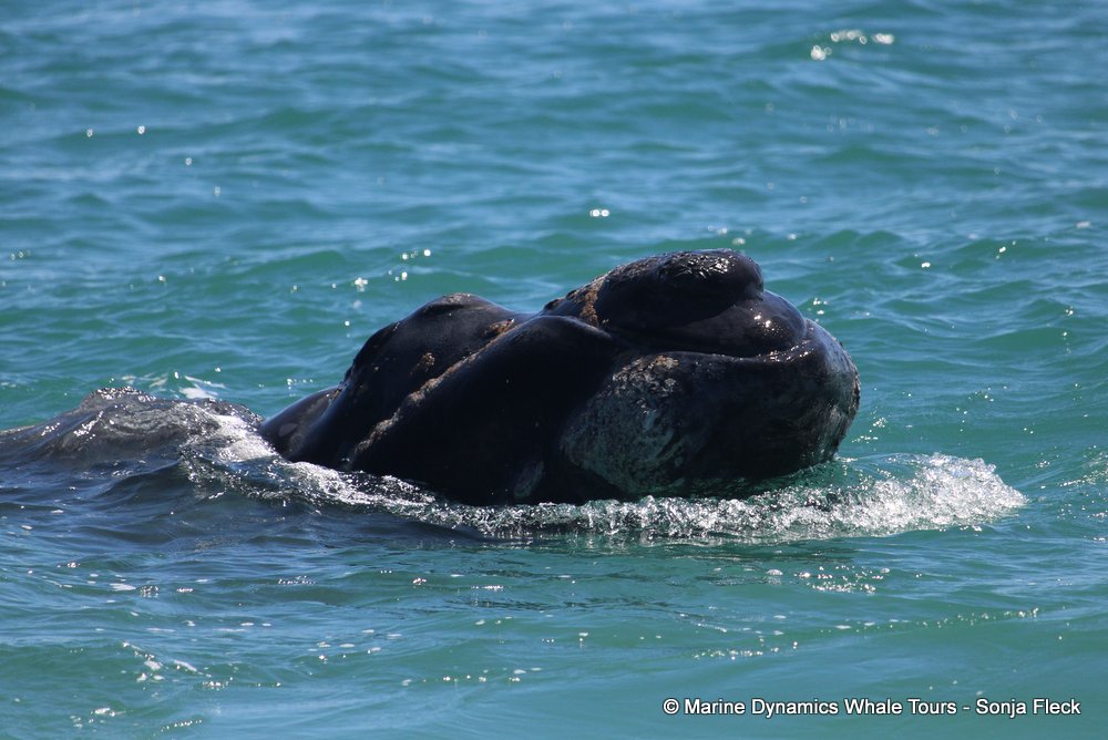 Southern right whale, whale watching, gansbaai, south africa,