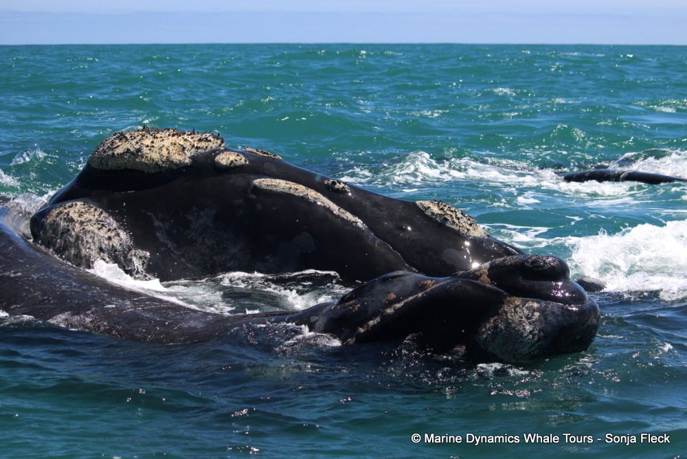 Southern right whale, whale watching, gansbaai, south africa,
