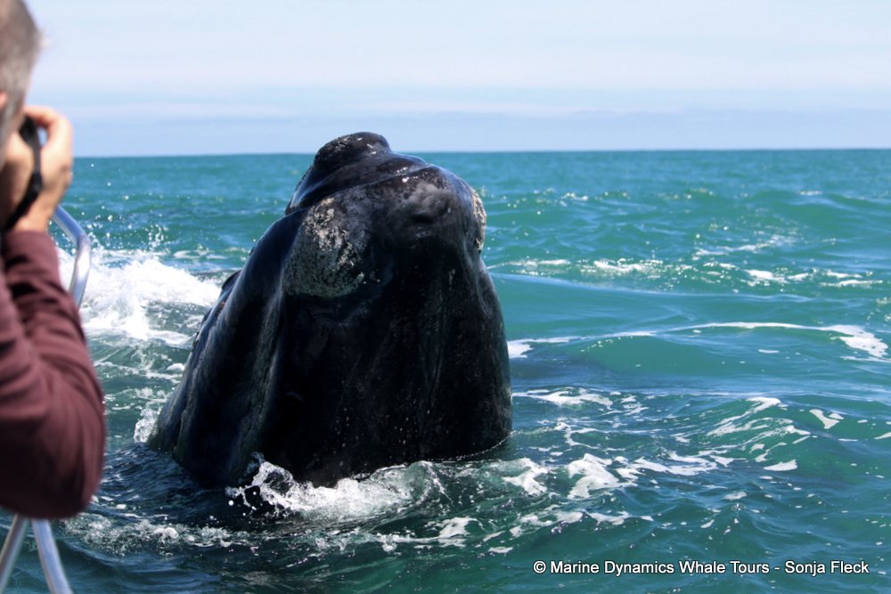 Marine Big 5 Daily Blog 24 October