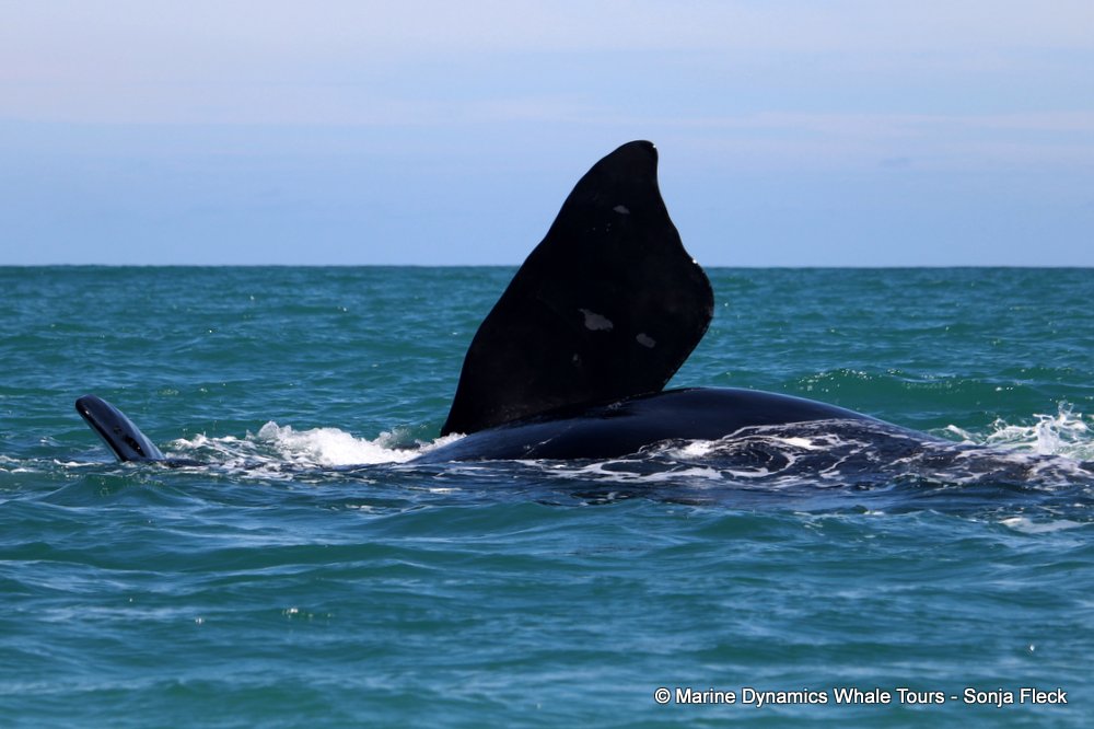 Southern right whale, whale watching, gansbaai, south africa,