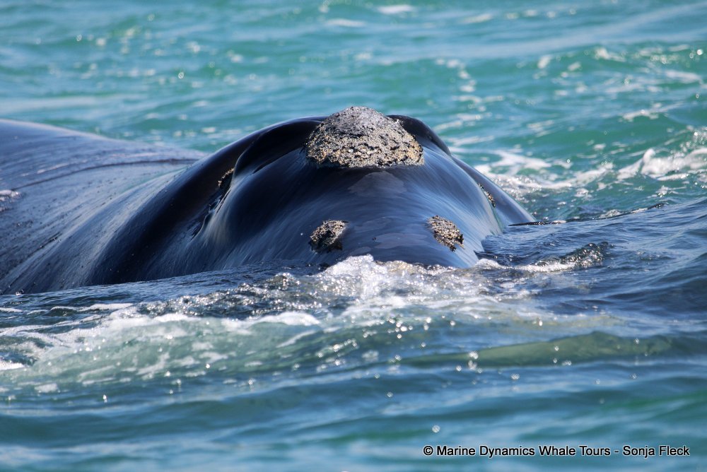 Southern right whale, whale watching, gansbaai, south africa,