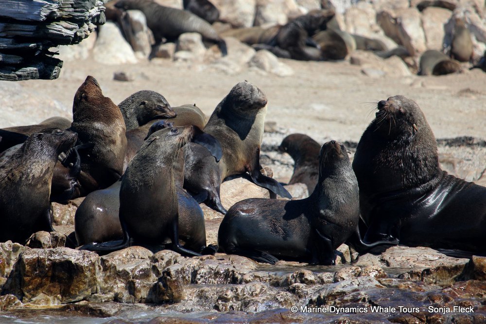 cape fur seal, whale watching, gansbaai, south africa