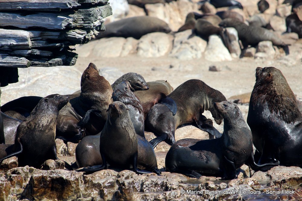 cape fur seal, whale watching, gansbaai, south africa