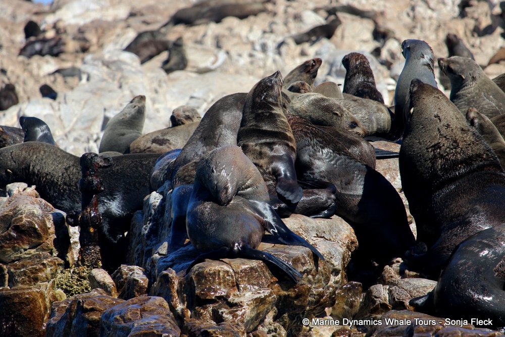 cape fur seal, whale watching, gansbaai, south africa