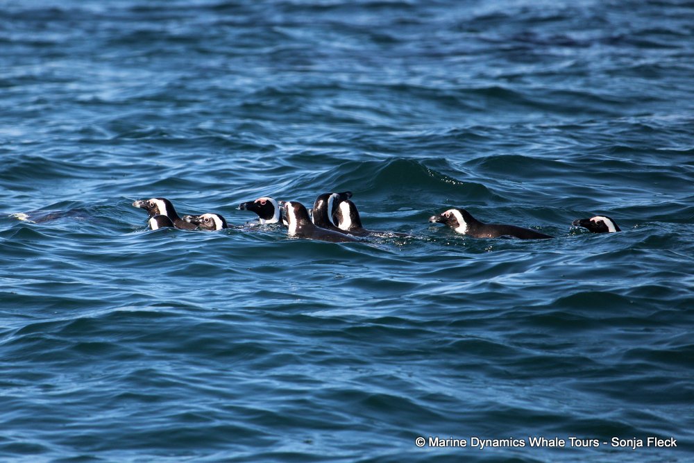 african penguin, whale watching, gansbaai, south africa