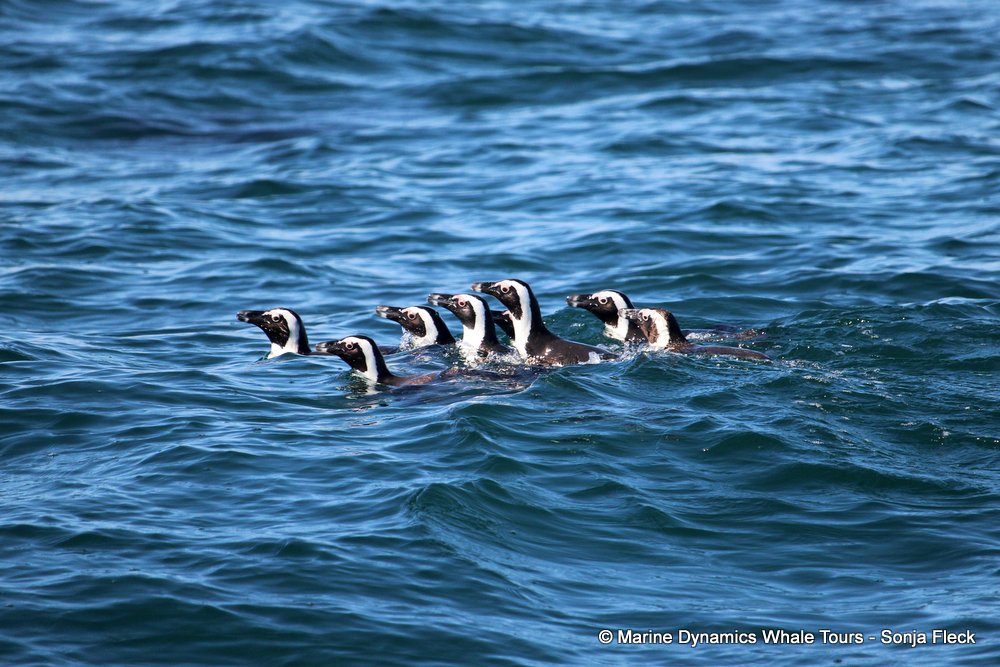 african penguin, whale watching, gansbaai, south africa