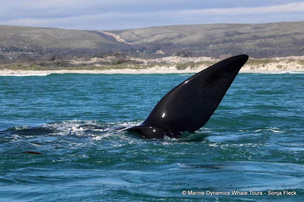 Southern right whale, whale watching, gansbaai, south africa,