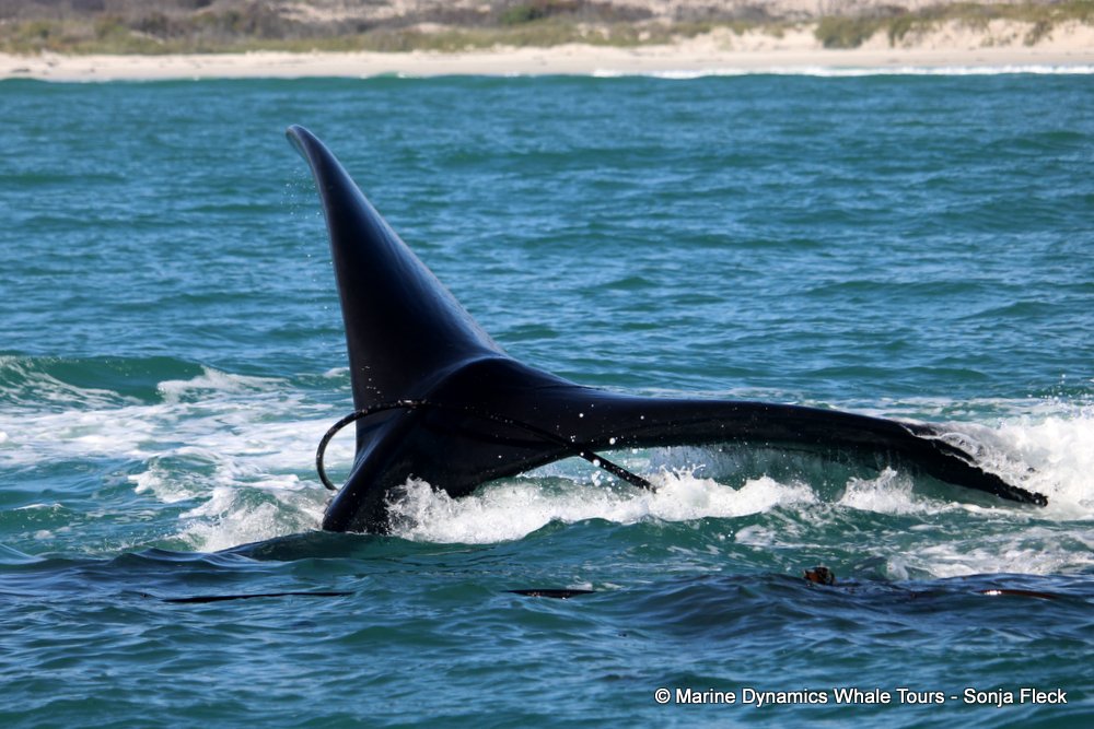 Southern right whale, whale watching, gansbaai, south africa,