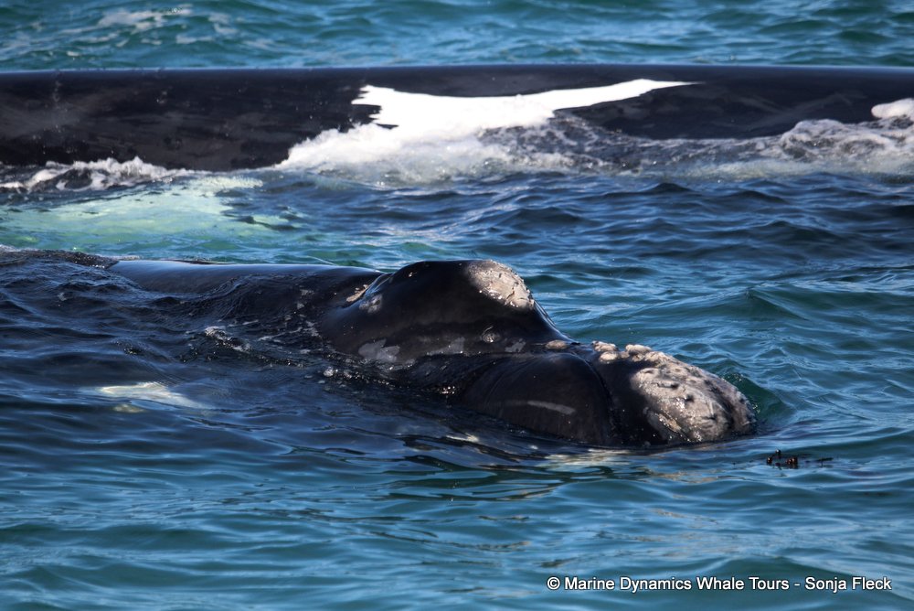Southern right whale, whale watching, gansbaai, south africa,
