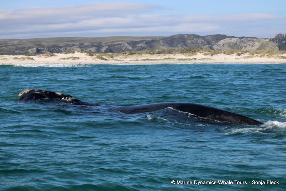 Southern right whale, whale watching, gansbaai, south africa,